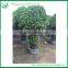 170cm Bottle Shaped Bonsai Ficus Tree