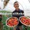 Vegetable &Fruit Used Pvc Greenhouse