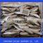 frozen horse mackerel