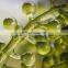 High Quality Fresh Sea Grapes Origin Vietnam/ Sea Grapes Seaweed