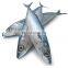 pacific mackerel frozen mackerel fish frozen pacific mackerel fish scomber japonicus