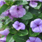 1000pcs sadabahar flower seeds pink periwinkle vinca rosea seeds for sale