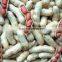2014 crop Shandong peanut