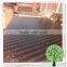 18mm Waterproof Plywood Sheet