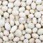 HOT SALE good white beans round