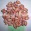 Peanut Kernel Wholesales Price