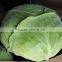 18kg or 20kg Package Round Cabbage