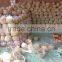 Liliaceous Vegetabless Product Type and Garlic Type High Quality Fresh Normal White
