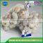 Low price new crop solo garlic for wholesales