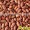 chinese hot selling split blanched peanut kernel