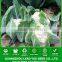CF13 XJ no.3 70 days f1 hybrid white cauliflower seeds, different types of cauliflower seeds for sowing