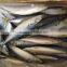 Sea Frozen Mackerel 300-500g 2016