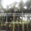 Wodyetia bifurcata ( Foxtail palm ) palm tree high 3-6m