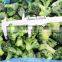 Sinocharm BRC-A approved New Crop IQF Broccoli Cut 3-5cm Frozen Broccoli