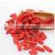 goji berry plants-health