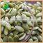 Green China Supplier Pumpkin Kernels