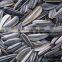 Chinese sunflower seeds sandaomei with best price for sale