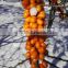 Plant Extract CO2 Supercritical Extract Seabuckthorn Fruit Oil