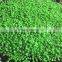 New coming pvc granules for pipe