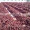 Chinese Water Washed Paprika Pod/Dried Chili