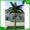Patented and Customized Date palm Tree for garden decoration