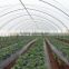 Tunnel-600 agricultural economical greenhouse