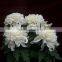 inviting fresh cut chrysanthemum flower fresh cut lotus flowers single white chrysanthemum no intermediate