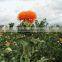 pure safflower oil wholesale
