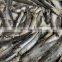 High  quality frozen whole round anchovy fish for processing