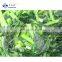 Sinocharm fresh and insect free Shanghai GreenTerrier IQF Frozen Bak choi Pakchoi Bokchoy