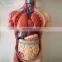 Human Body Anatomy Sexless Torso Model