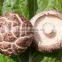 Flower White Mushroom Cultivation