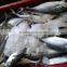 Frozen Horse Mackerel Fish