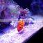 High watt programmable full spectrum led lighting aquarium led lights 96x3w