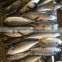 Frozen spanish mackerel fish for sale