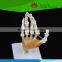 Hot selling PVC Human Life-size hand joint with ligaments skeleton model