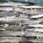 Good Quality Bait Pacific Saury Seafoods and Frozen Food