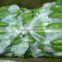 Cavendish Banana Variety and Tropical&Sub-Tropical Fruit Product Type Fresh Green Cavendish banana