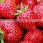 Strawberry Egyptian Exporters