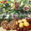 Quicking Freeze Peeled Chestnuts--the best quality frozen chestnuts