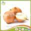 fresh yellow small onion in china