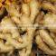Chinese Bulk Fresh Ginger