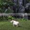 white color small size guinea pepa pig