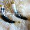 Drinking Horn