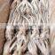 Seafood Illex Squid Frozen Squid Tentacle