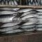 Frozen Bonito tuna whole frozen new fish