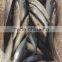 Sea Frozen Mackerel 300-500g 2016