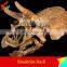 High Simulation Dinosaur Head Fossil Toys