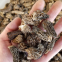 Factory Price Premium Quality Chinese Wild Dried Morel Mushroom Whole without fully stem (1-3CM)