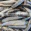 Good Quality IQF Frozen Anchovy Fish for Export